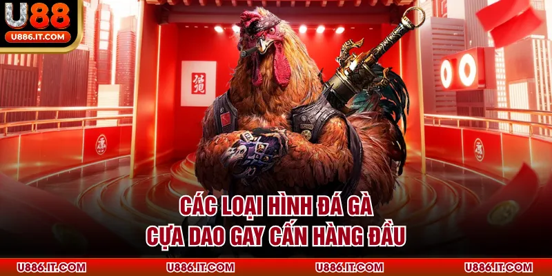 Các loại hình đá gà cựa dao gay cấn hàng đầu