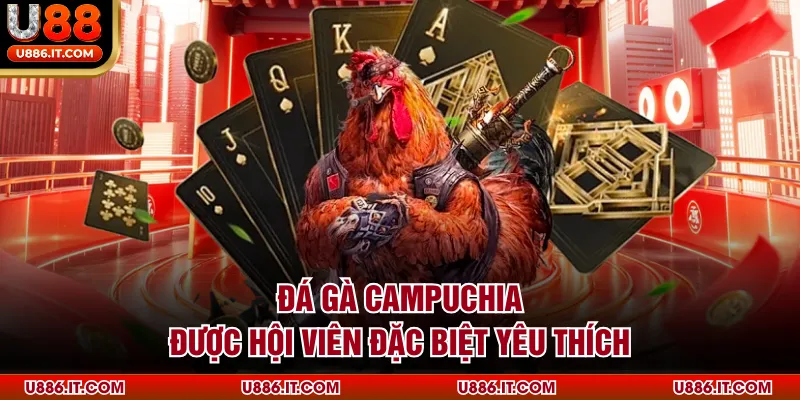 Đá gà Campuchia được hội viên đặc biệt yêu thích