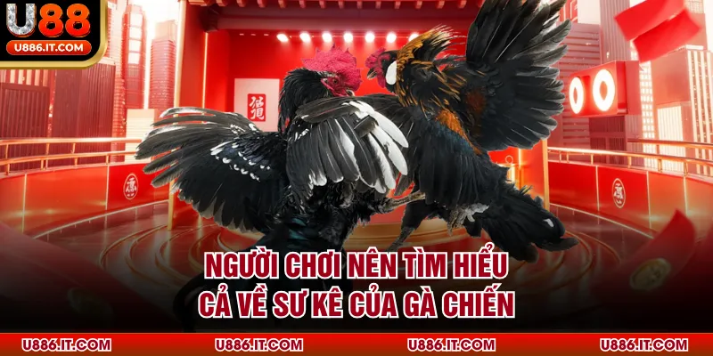 Người chơi nên tìm hiểu cả về sư kê của gà chiến